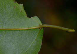 Image de Cissus oblonga (Benth.) Planchon