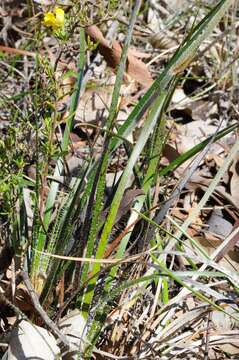 Image of Conostylis setosa Lindl.