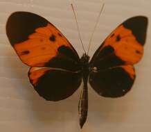 Image of Heliconius numata