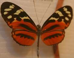 Image of Heliconius numata