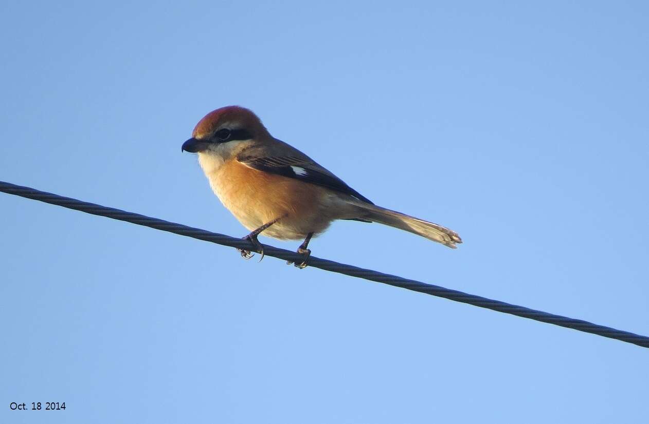 Image of Bull-headed Shrike