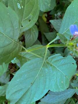 Image of Justicia petiolaris (Nees) T. Anders.