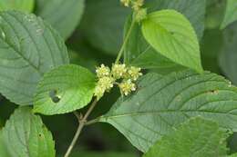 Image of Lippia cardiostegia Benth.