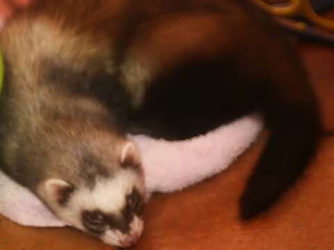 Image of domestic ferret