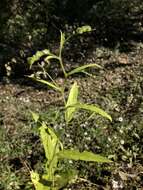 Sivun Caperonia palustris (L.) A. St.-Hil. kuva