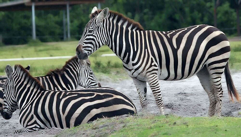 Image of Grant's zebra