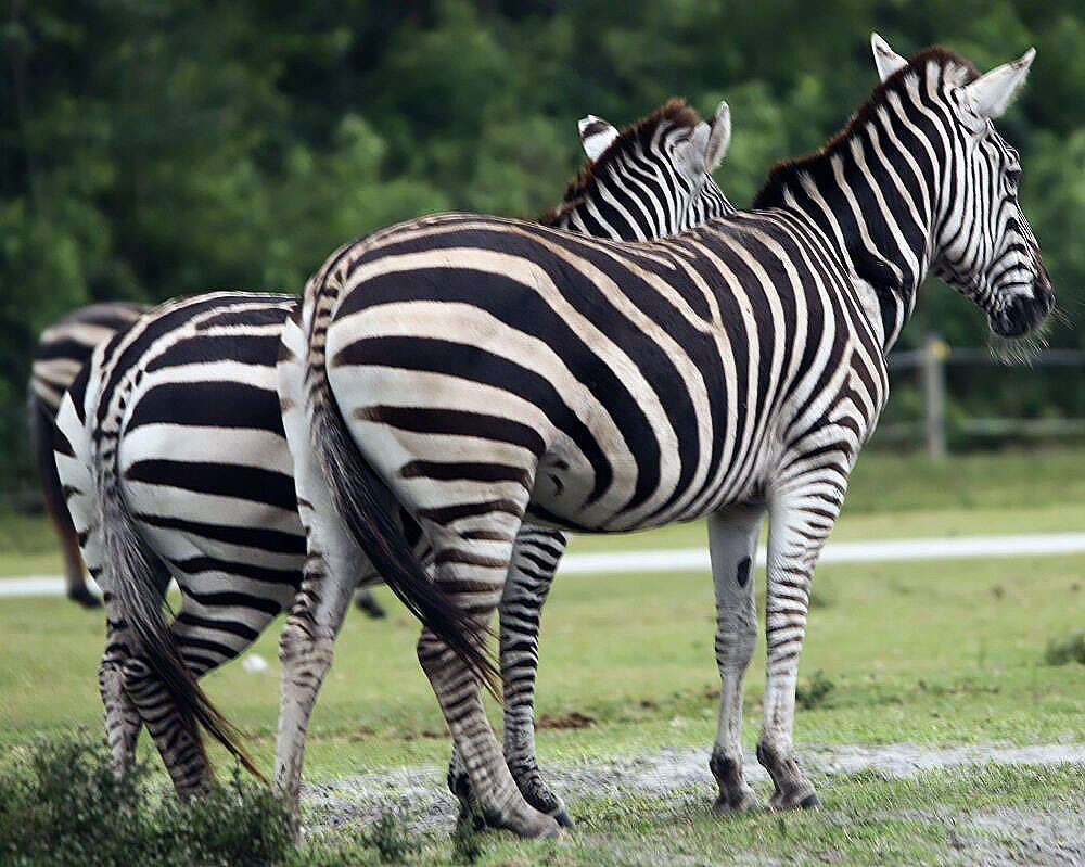 Image of Grant's zebra