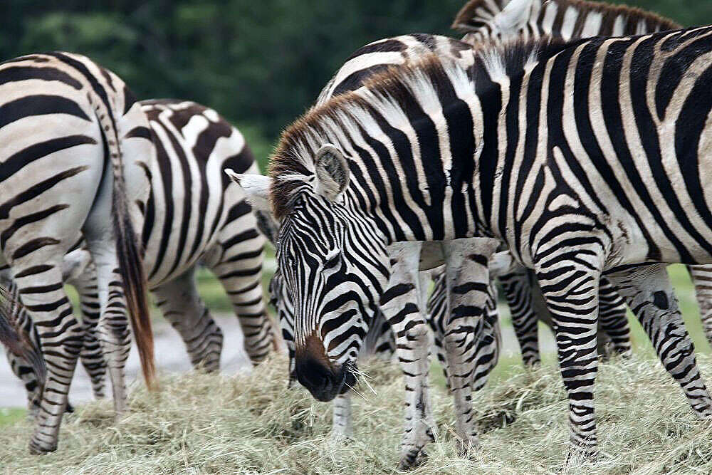 Image of Grant's zebra