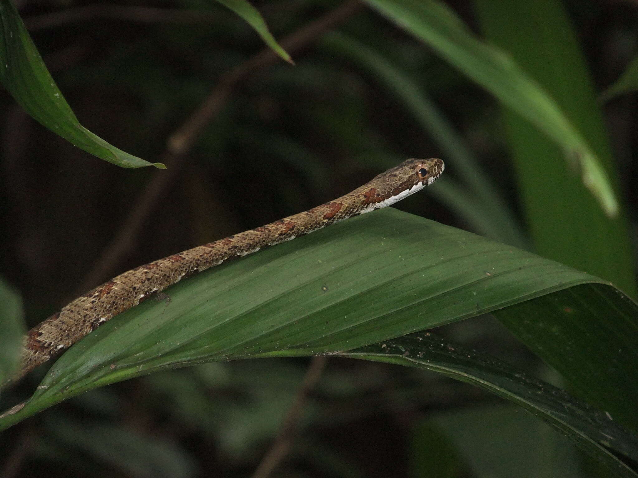 Image of Phrynonax polylepis (Peters 1867)