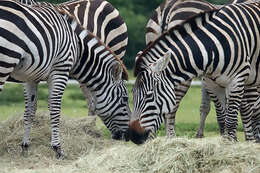 Image of Grant's zebra