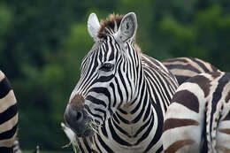 Image of Grant's zebra