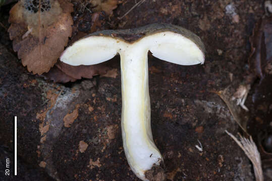 Image of Russula umerensis McNabb 1973