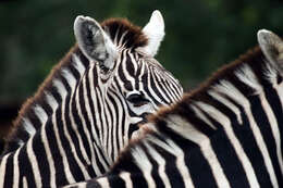 Image of Grant's zebra