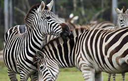 Image of Grant's zebra