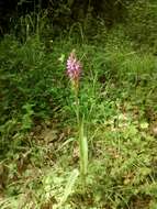 Image of Stately Dactylorhiza