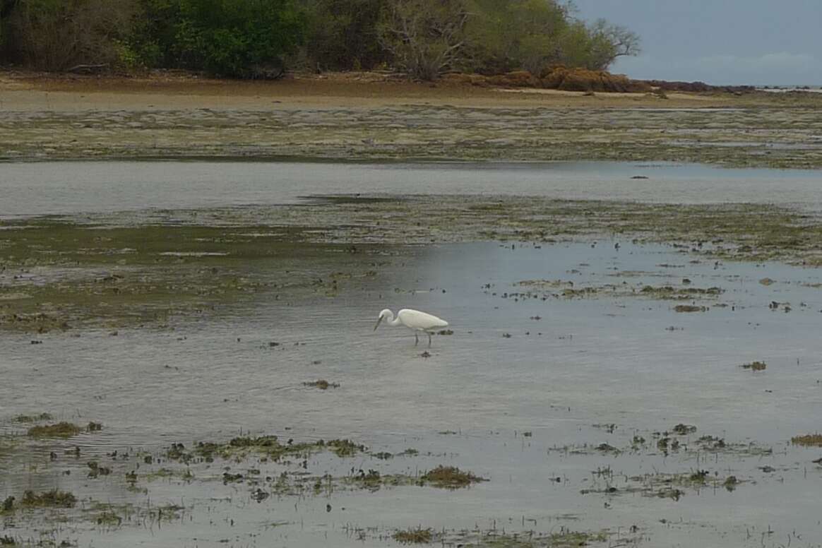 Image of Eastern Reef Egret