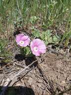 Imagem de Convolvulus galaticus Rostan ex Choisy