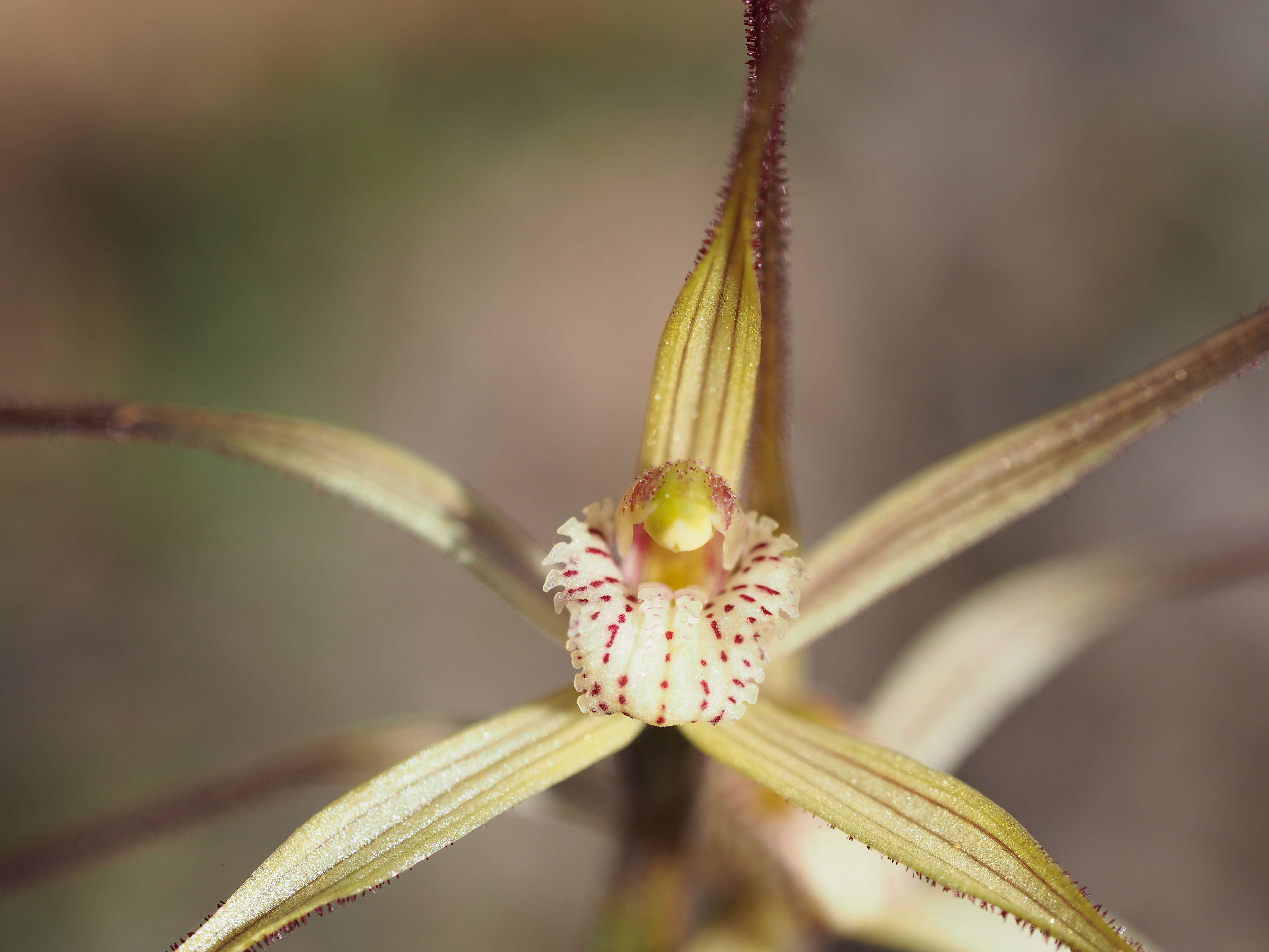 Image of Chameleon orchid