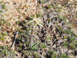 Image of Chameleon orchid