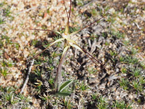 Image of Chameleon orchid