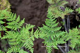 Image of Kaulfuss' lipfern