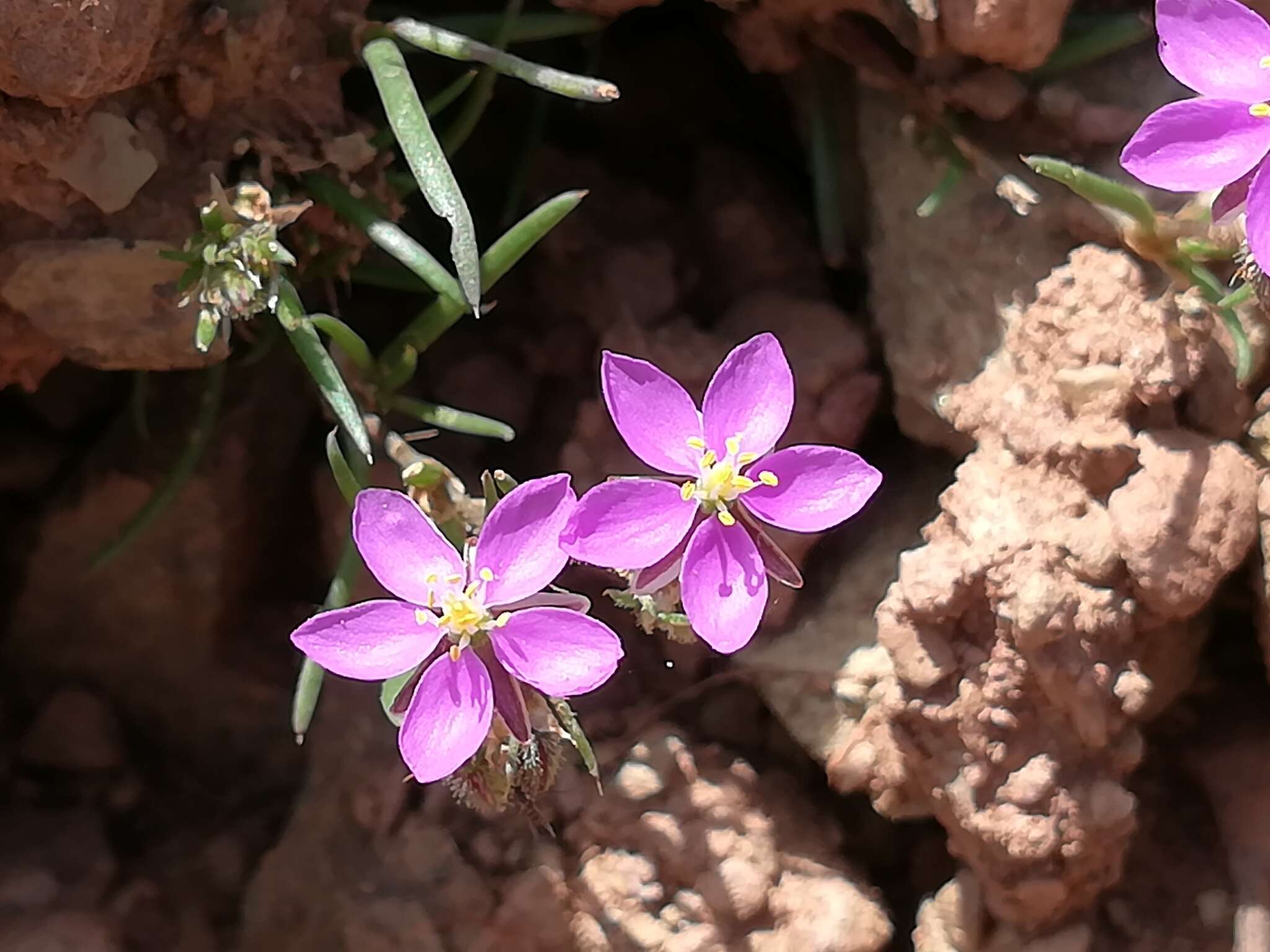 صورة Spergularia purpurea (Pers.) G. Don fil.