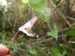 Image of Utricularia praetermissa P. Taylor