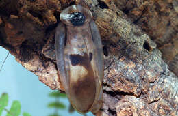 Image of Caribbean Giant Cockroach