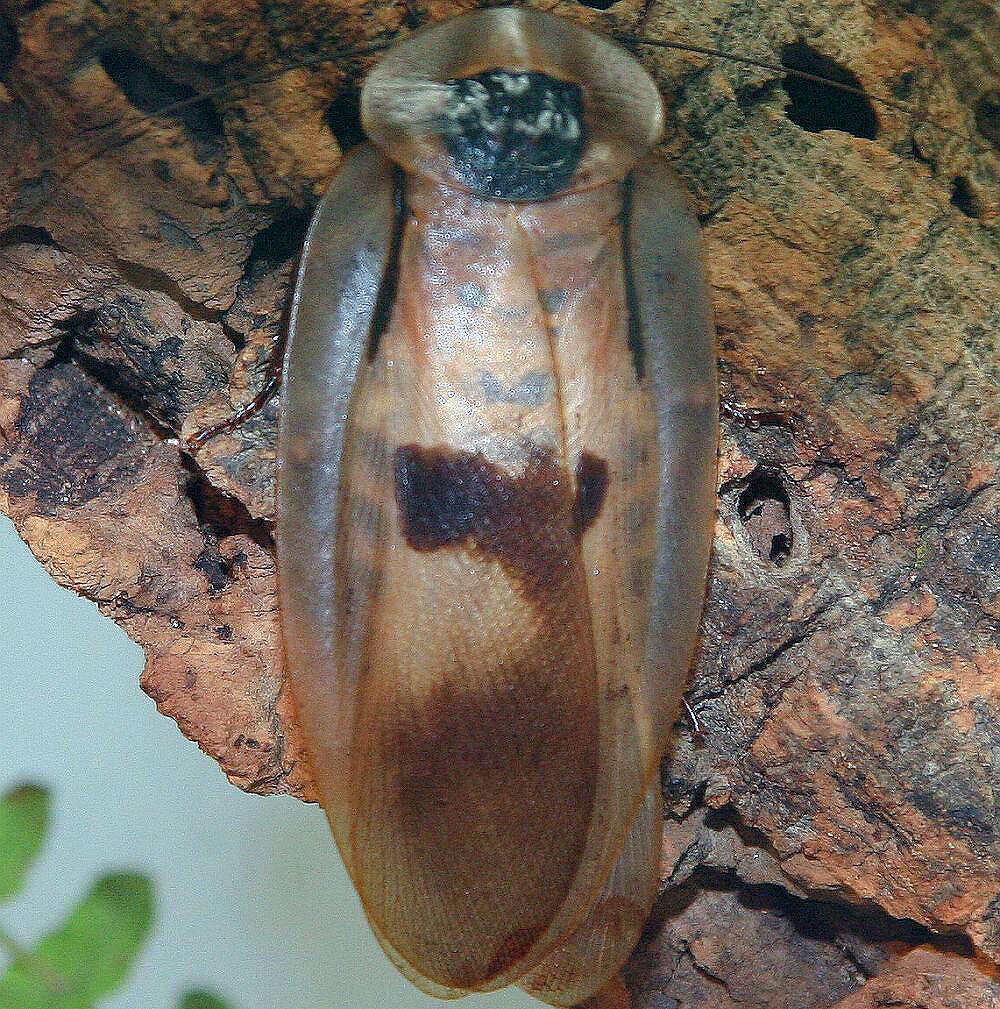 Image of Caribbean Giant Cockroach