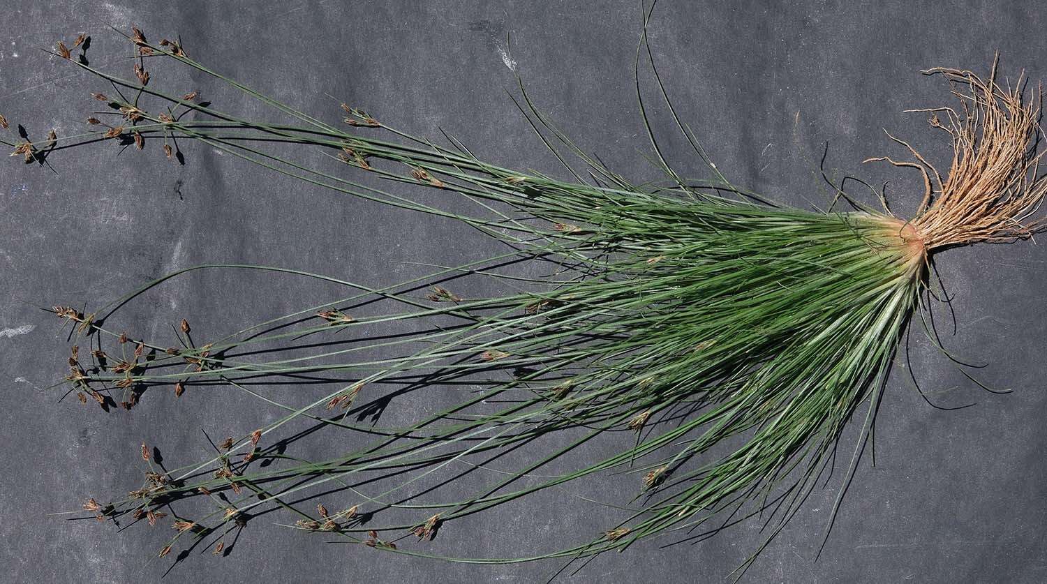 Image of slender sedge