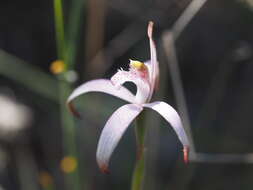 Image of Pink candy orchid