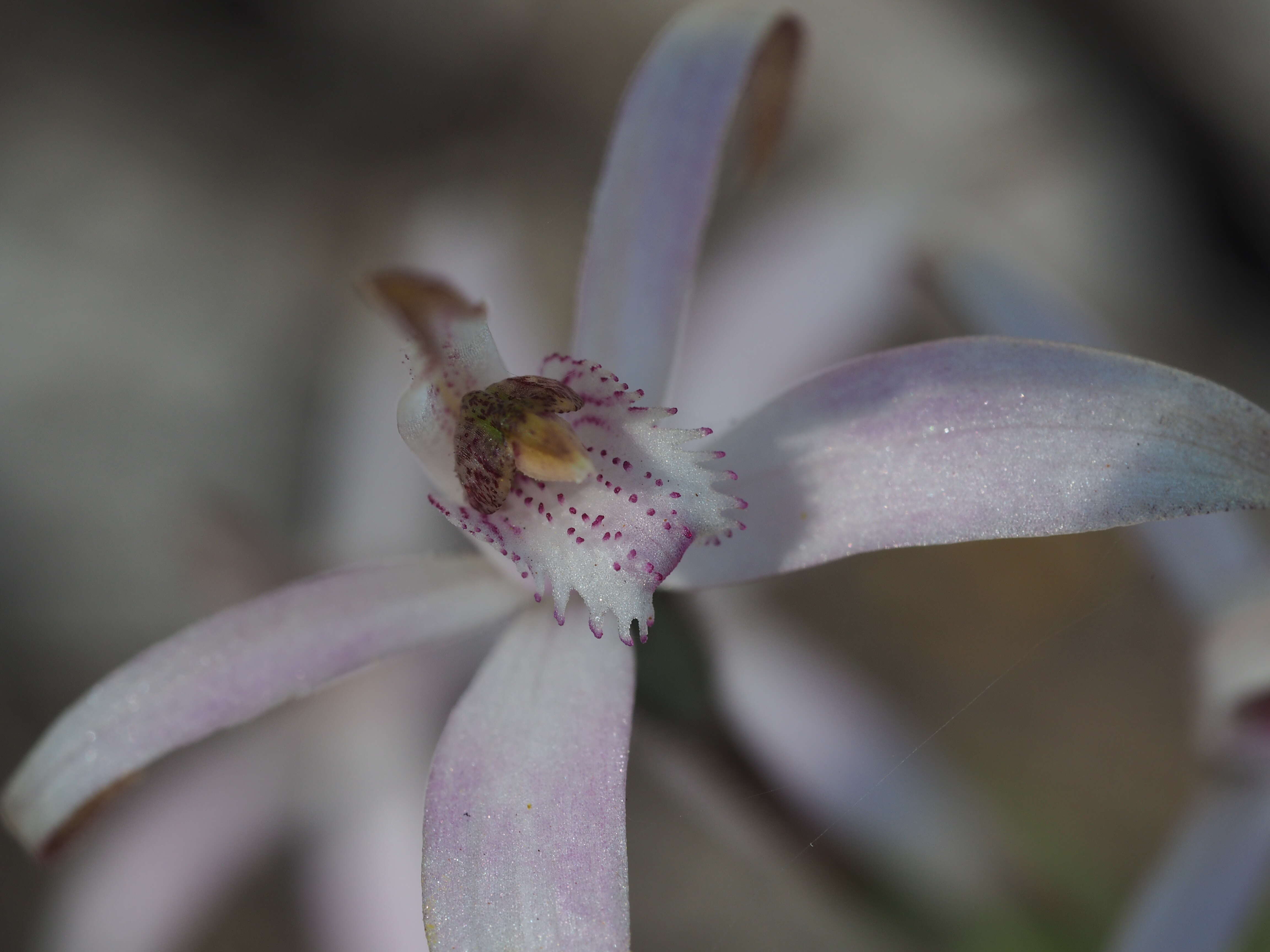 Image of Pink candy orchid