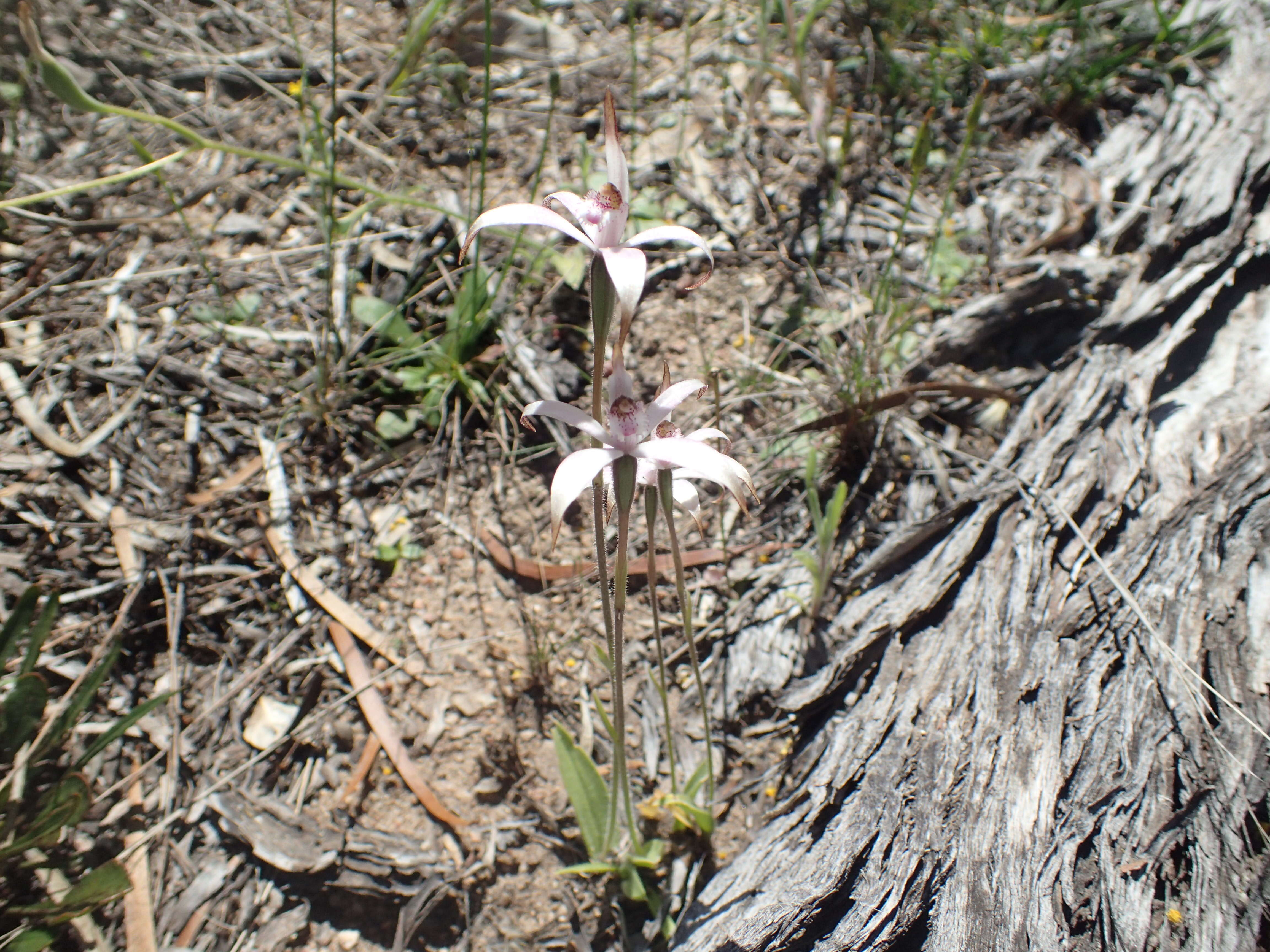 Image of Pink candy orchid