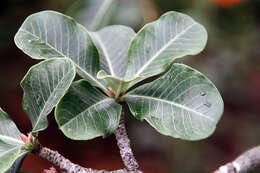 Image of Desert Rose