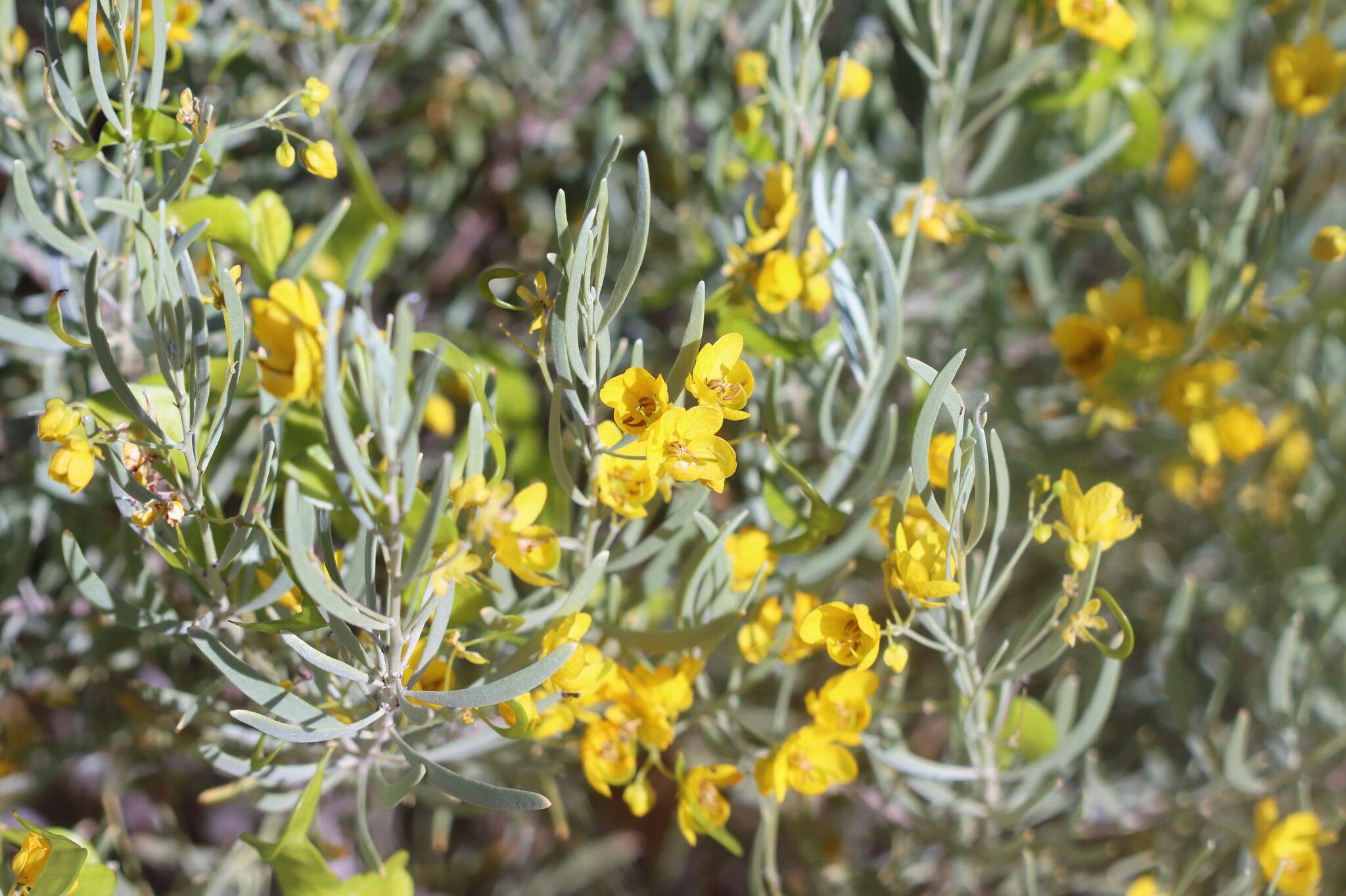 <i>Senna phyllodinea</i> resmi