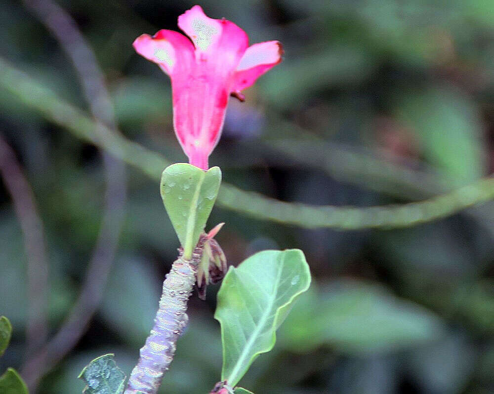 Image of Desert Rose