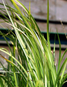 Image of Dwarf Sedge