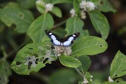 Image of Irenia Metalmark