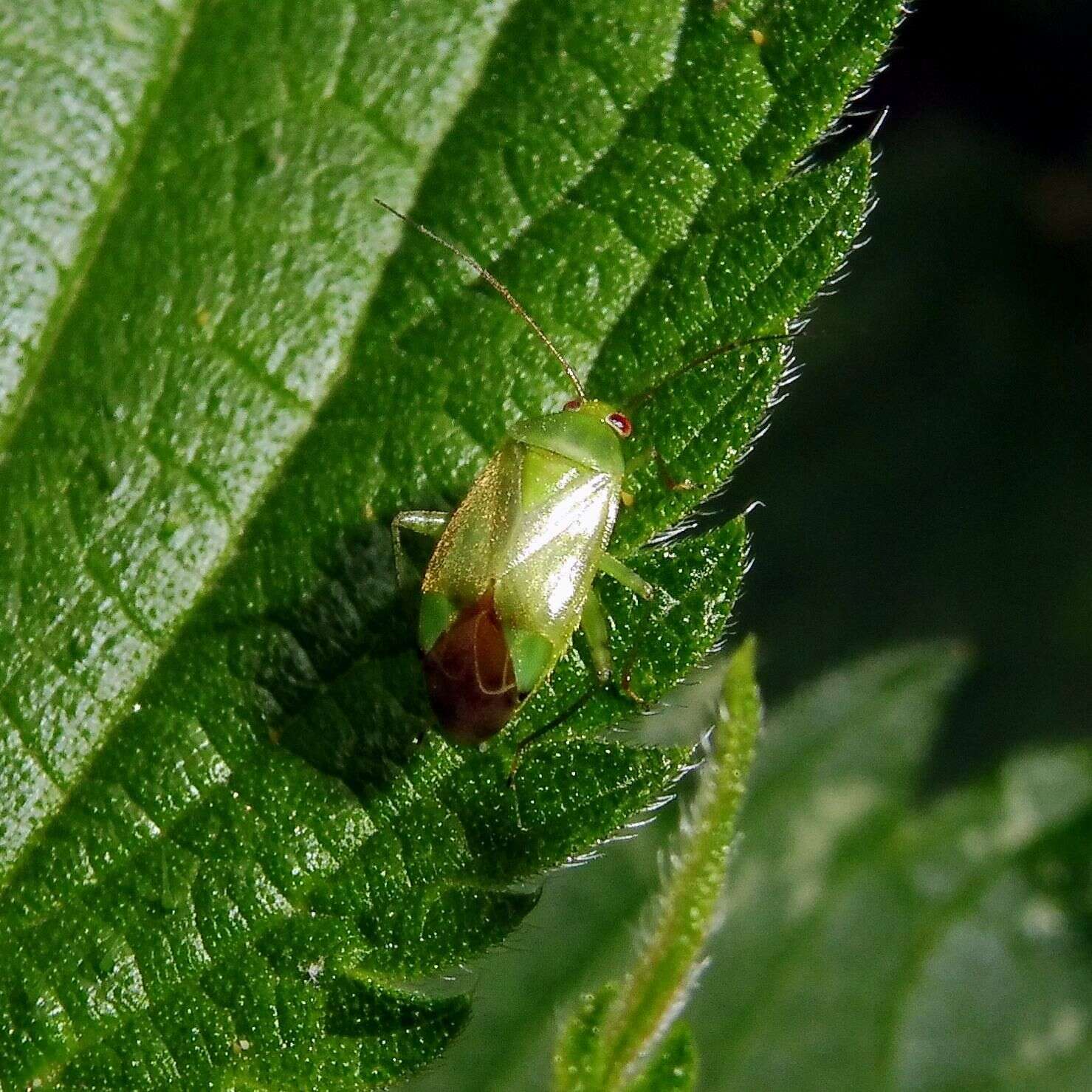 Apolygus spinolae (H. Meyer-Dur 1841) resmi