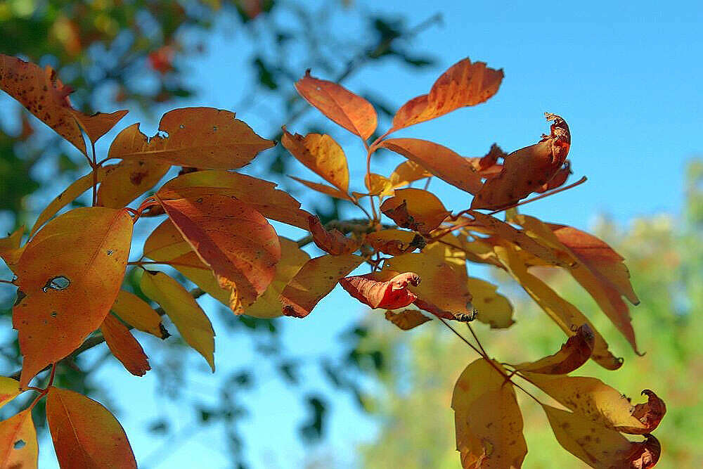 Acer cissifolium (Sieb. & Zucc.) C. Koch resmi