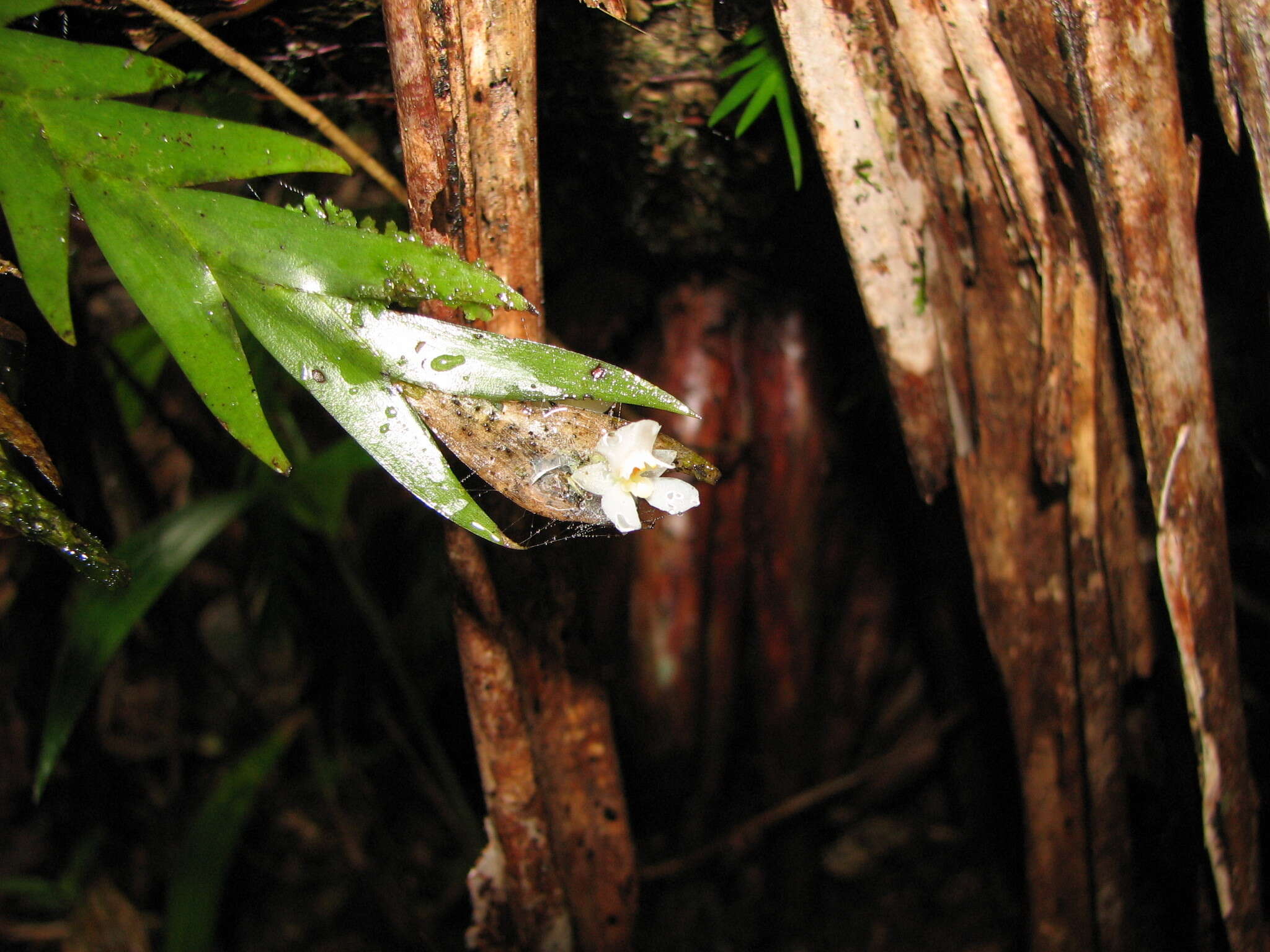 Image of Lockhartia hercodonta Rchb. fil. ex Kraenzl.