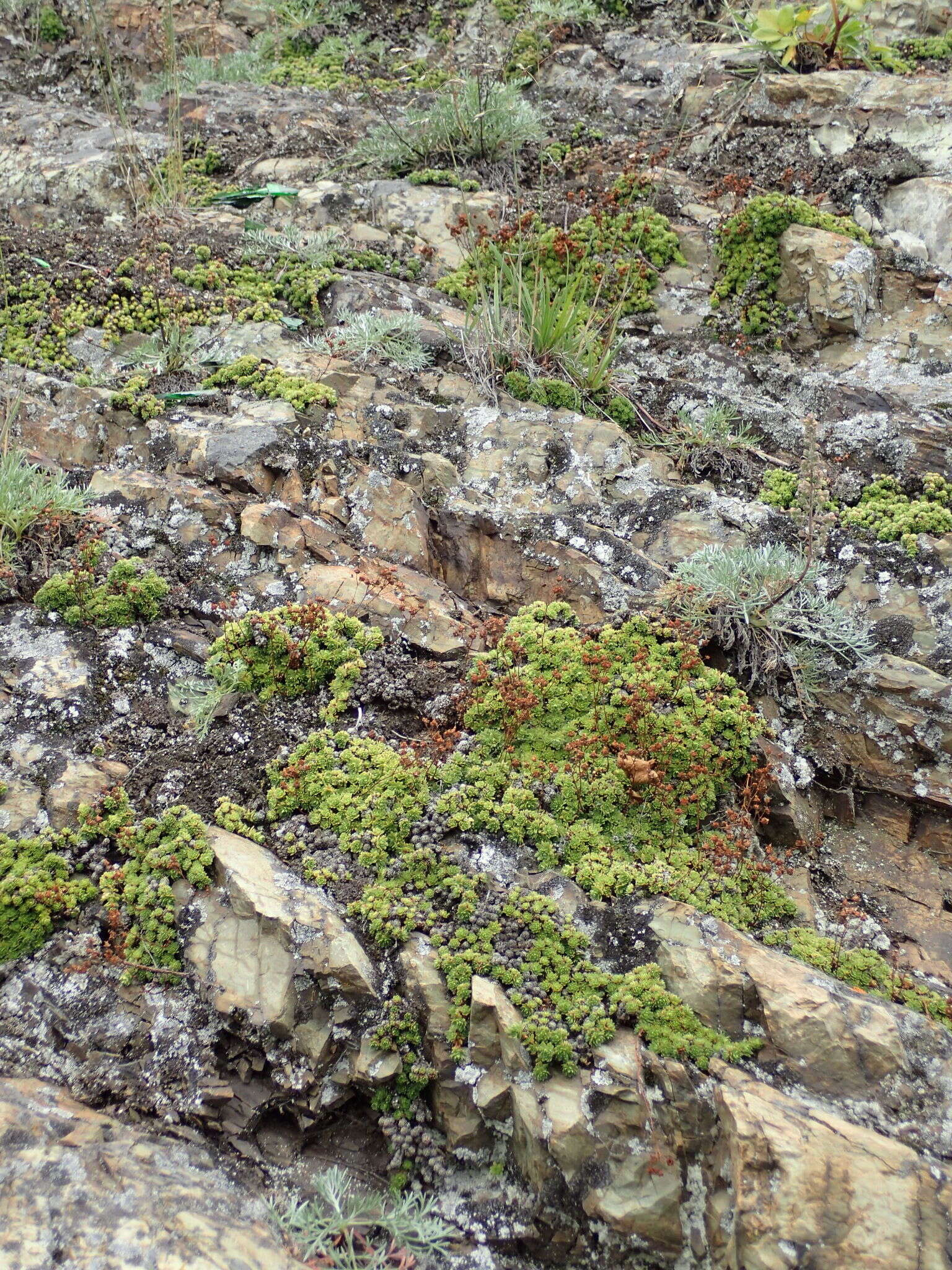 Image de Saxifraga bronchialis subsp. cherlerioides (D. Don) Hult.