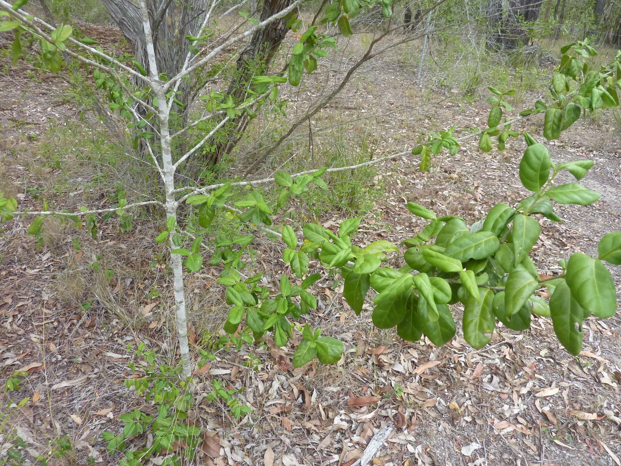 Image of Cyclophyllum coprosmoides (F. Muell.) S. T. Reynolds & R. J. F. Hend.