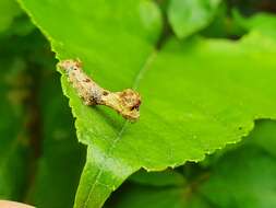 Image de Bombyx mandarina formosana (Matsumura 1927)