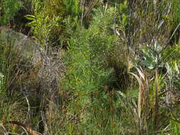 Image de Hakea gibbosa (Sm.) Cav.