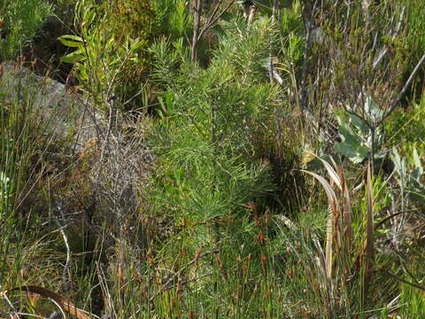 Image de Hakea gibbosa (Sm.) Cav.