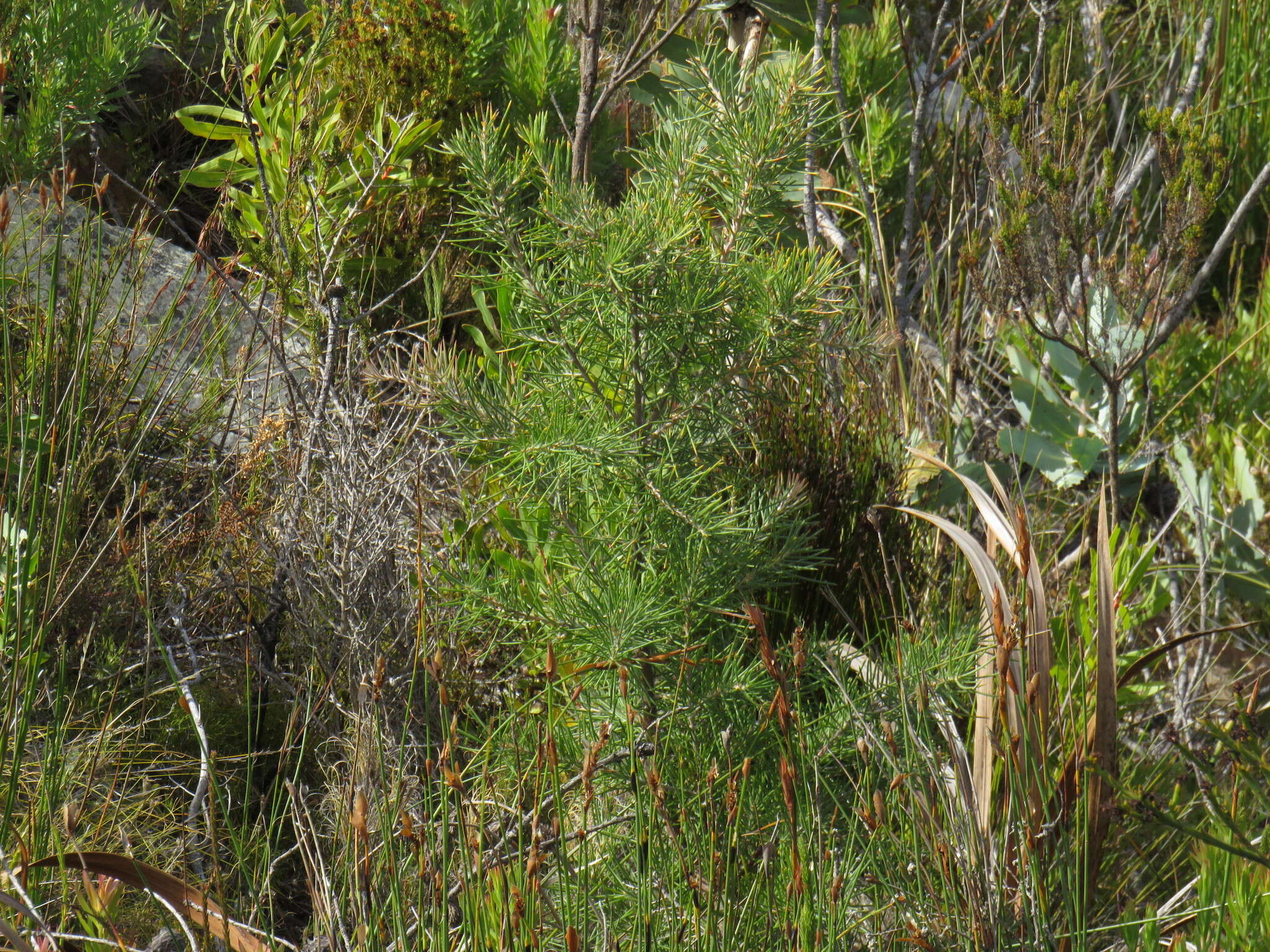 Image de Hakea gibbosa (Sm.) Cav.