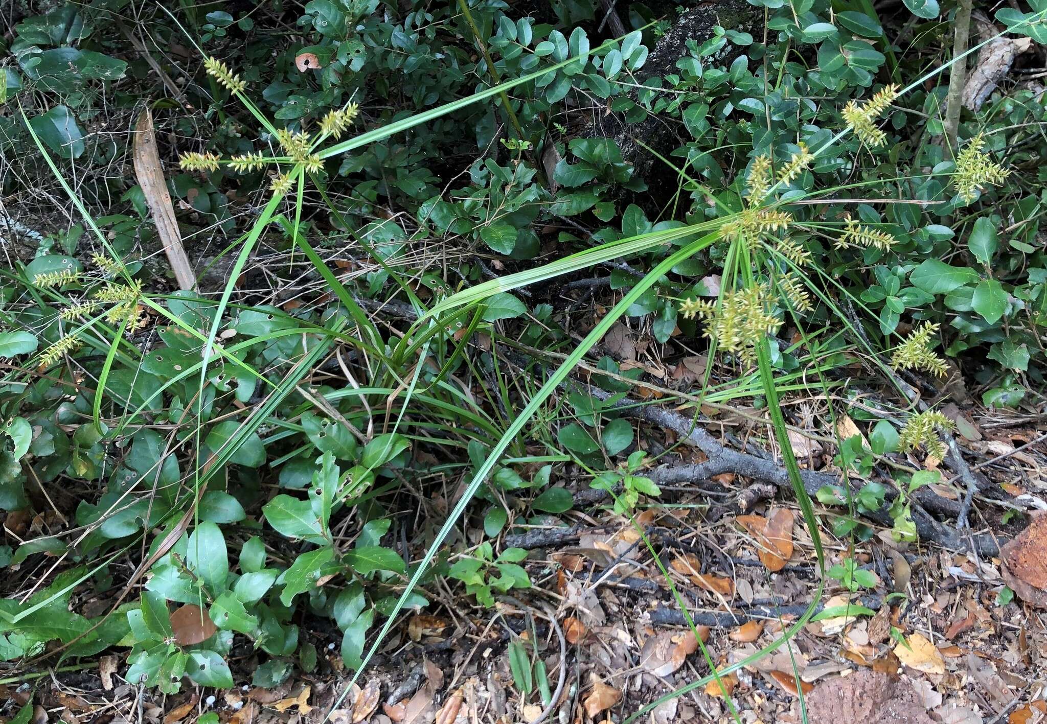 Слика од Cyperus tetragonus Elliott