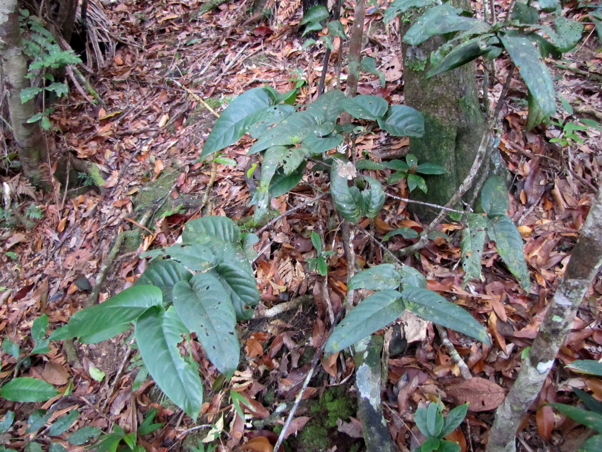 Image de Cyclophyllum pancheri (Baill.) Guillaumin