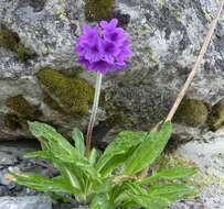 Plancia ëd Primula macrophylla D. Don